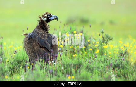 Cinereous vulture (Aegypius monachus), sul terreno, Spagna Foto Stock