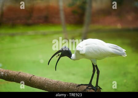 Nero con testa / ibis bianco australiano Ibis bird mangiare pesce Foto Stock