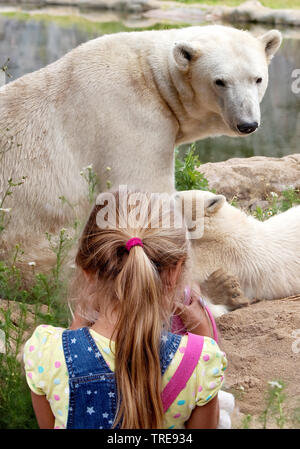Orso polare (Ursus maritimus), ragazza guardando un bearess con cub in uno zoo Foto Stock