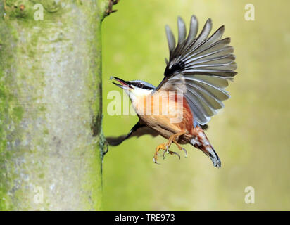 Eurasian picchio muratore (Sitta europaea), la caccia, Paesi Bassi Foto Stock