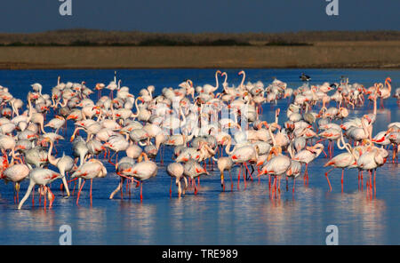 Fenicottero maggiore (Phoenicopterus roseus, Phoenicopterus ruber roseus), in acque poco profonde di Veta la Palma, Spagna, Cota Parco nazionale di Donana Foto Stock