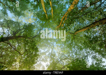 Rovere (Quercus spec.), foresta nella nebbia, Svizzera Foto Stock