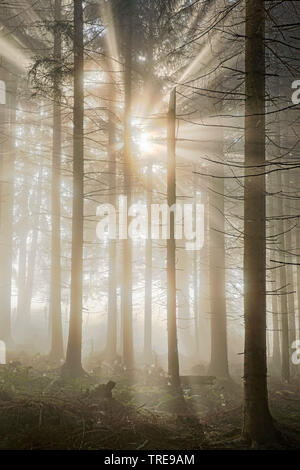 Abete (Picea abies), raggi solari rompere attraverso la foresta nella nebbia, schwiz, Berner Alpen Foto Stock