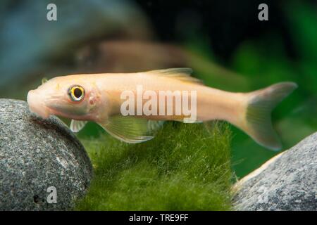 Ventosa di miele, aspirando Loach, Cinese mangiatore di alghe (Gyrinocheilus aymonieri oro, Psilorhynchus aymonieri oro), forma di allevamento Gold Foto Stock