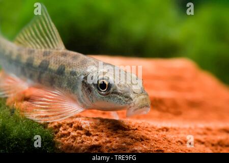 Ventosa di miele, aspirando Loach, Cinese mangiatore di alghe, Siam aspirare loach (Gyrinocheilus aymonieri, Psilorhynchus aymonieri), ritratto Foto Stock