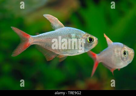 Columbian tetra (Hyphessobrycon columbianus), nuoto Foto Stock