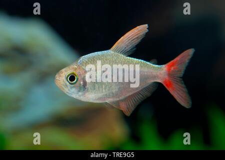 Columbian tetra (Hyphessobrycon columbianus), nuoto Foto Stock