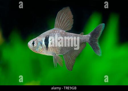 Fantoccio nero tetra (Hyphessobrycon megalopterus, Megalamphodus rogoaguae, Megalamphodus megalopterus), piscina, vista laterale Foto Stock