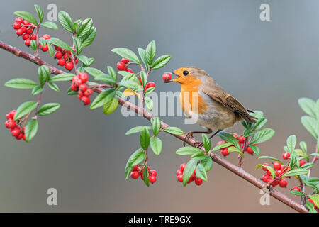 Unione robin (Erithacus rubecula), si nutre di bacche di un Cotoneaster , Italia, Aosta Foto Stock