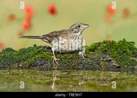 Rock bunting (Emberiza cia), bere, Italia Foto Stock