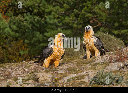 Lammergeier, Gipeto (Gypaetus barbatus), due giovani avvoltoi appollaiate sul terreno, Italia Foto Stock
