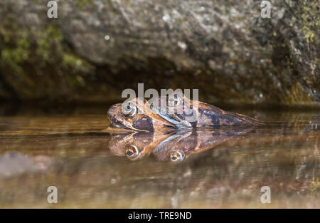 Rana comune, erba (rana temporaria rana), coppia in acqua la deposizione delle uova, Italia Foto Stock