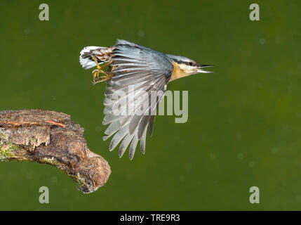 Eurasian picchio muratore (Sitta europaea), decolla un ramo, Italia Foto Stock