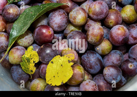 Wild prugna (Prunus domestica subsp. pomariorum), raccolti prugne selvatiche, Spilken, da una siepe banca , Germania, Schleswig-Holstein Foto Stock