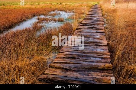 Saliti il sentiero nella melma Huvenhoopsmoor, Germania, Bassa Sassonia Foto Stock