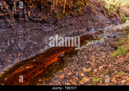 La ribagnatura del fango Huvenhoopsmoor, Germania, Bassa Sassonia Foto Stock