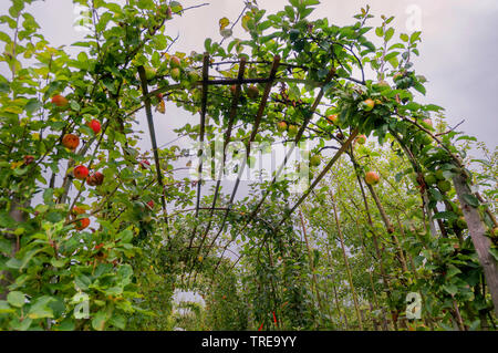 Apple tree (malus domestica), mele a spalliera, Germania, Schleswig-Holstein Foto Stock