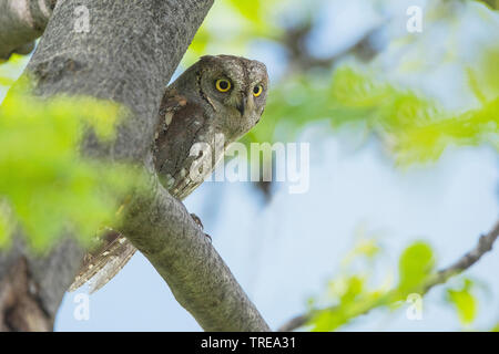 Eurasian assiolo (Otus scops), seduto su un albero, Italia Foto Stock