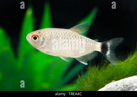 Occhi rossi tetra, giallo-moenkhausia nastrati, giallo indietro moenkhausia, Yellowhead tetra (Moenkhausia sanctaefilomenae), piscina, vista laterale Foto Stock