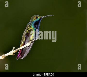 Nero-throated mango (Anthracothorax nigricollis), maschio su un ramo, Brasile Foto Stock