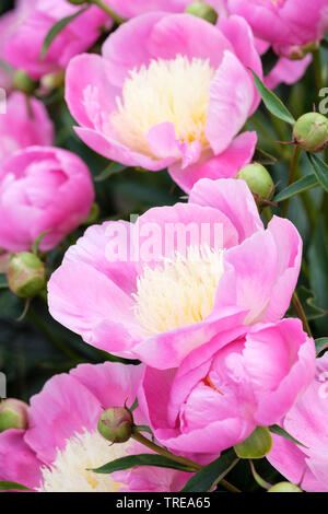 Paeonia lactiflora Wladyslawa: Close-up di fiori rosa che circondano cremosa staminodes giallo Foto Stock