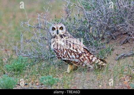 Corto-eared gufo comune (asio flammeus), poggiante sulla terra, Uzbekistan Foto Stock