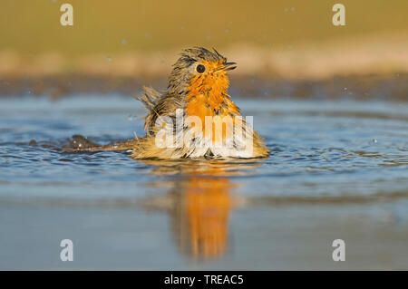 Unione robin (Erithacus rubecula), balneazione, Italia, Aosta Foto Stock