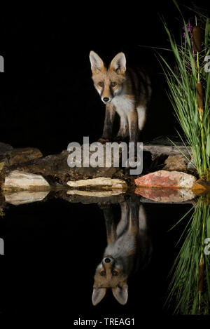 Red Fox (Vulpes vulpes vulpes), sorge a riva di notte, con un'immagine speculare, Italia Foto Stock