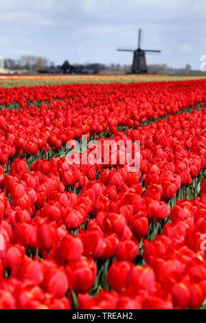 Tulip (Tulipa spec.), fioritura tuip campi, windmill in background, Paesi Bassi Paesi Bassi del Nord, Schagen Foto Stock