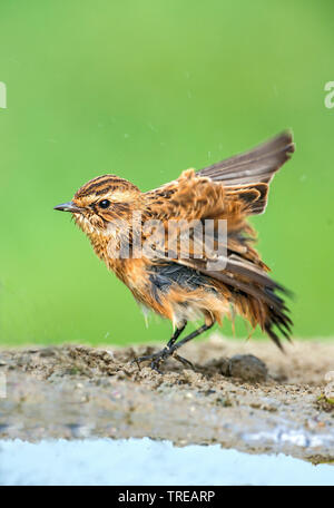 (Whinchat Saxicola rubetra), squeaker scuote dopo il bagno, Italia Foto Stock