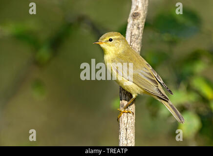 Willow trillo (Phylloscopus trochilus), seduto su un ramo, Italia Foto Stock