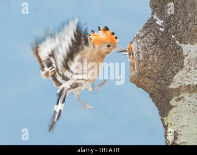 Upupa (Upupa epops), portando cibo verso il suo nido, Italia, Aosta Foto Stock