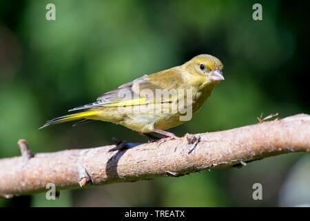 Green finch (Carduelis chloris) giardino in East Sussex, Regno Unito Foto Stock
