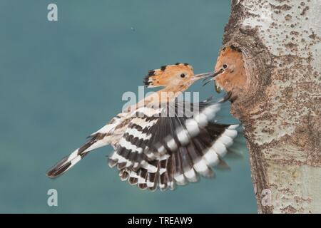 Upupa (Upupa epops), giovane alla grotta di allevamento, Italia, Aosta Foto Stock