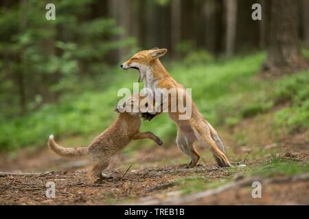 Red Fox (Vulpes vulpes vulpes), riproduzione di capretti, Repubblica Ceca Foto Stock