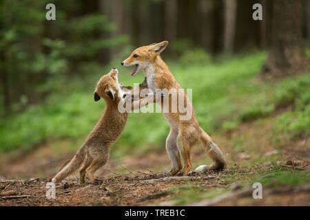 Red Fox (Vulpes vulpes vulpes), riproduzione di capretti, Repubblica Ceca Foto Stock