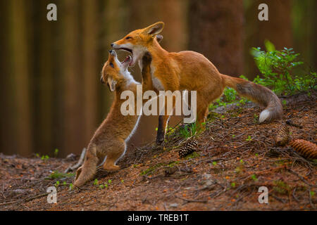 Red Fox (Vulpes vulpes vulpes), riproduzione di capretti, Repubblica Ceca Foto Stock