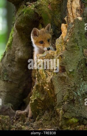 Red Fox (Vulpes vulpes vulpes), cucciolo in un albero cavo, Repubblica Ceca Foto Stock