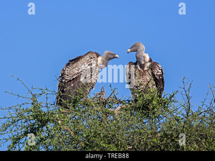 Rueppell il grifone, Rueppells grifone (Gyps rueppelli), due Rueppell di grifoni su un albero, Tanzania Foto Stock