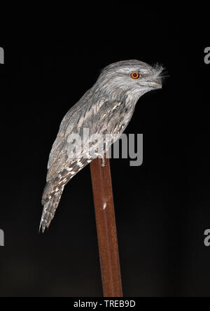 Bruno frogmouth (Podargus strigoides), Adulto, Australia Foto Stock