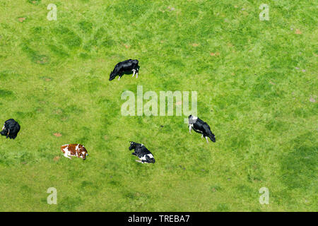 Gli animali domestici della specie bovina (Bos primigenius f. taurus), cattles domestici su un pascolo, foto aerea, Germania, Schleswig-Holstein, Frisia settentrionale Foto Stock
