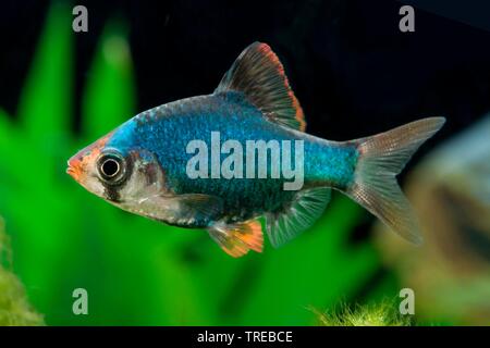 Tiger Barb (Puntigrus anchisporus, Puntius anchisporus, Systomus anchisporus), forma di allevamento Moosgruen Foto Stock