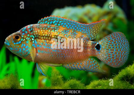 Jack Dempsey (Cichlasoma biocellatum, Cichlasoma octofasciatum), piscina, vista laterale Foto Stock