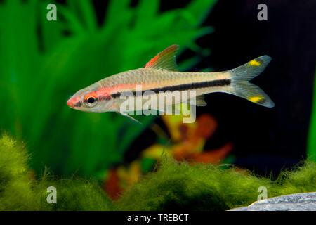 Denison barb, Denison's barb, Miss Kerala, red-line siluro barb, roseline shark (Sahyadria denisonii, Crossocheilus denisonii, Puntius denisonii), piscina, vista laterale Foto Stock