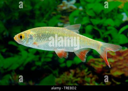 Rudd (Scardinius erythrophthalmus), forma di allevamento Gold Foto Stock