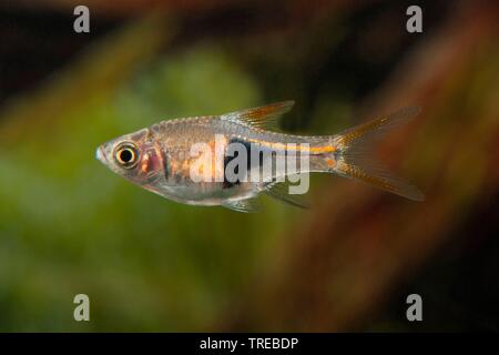 Harlequin Rasbora, Arlecchino pesce (Trigonostigma heteromorpha, Rasbora heteromorpha), piscina, vista laterale Foto Stock