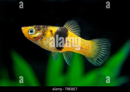 Southern platyfish (Xiphophorus maculatus), forma di allevamento Bumble Bee Foto Stock