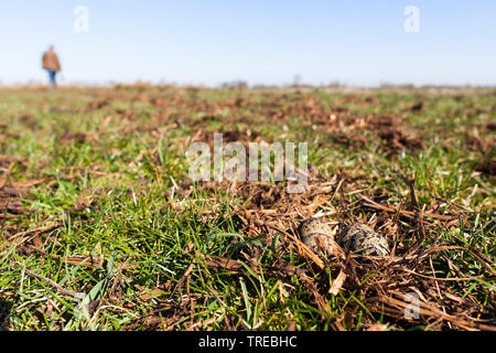 Pavoncella (Vanellus vanellus), uova in un prato, Paesi Bassi, Lopikerwaard, Lopik Foto Stock