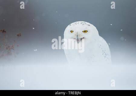 Civetta delle nevi (Strix scandiaca, Nyctea scandiaca, Bubo scandiacus), seduto nella neve, Repubblica Ceca Foto Stock