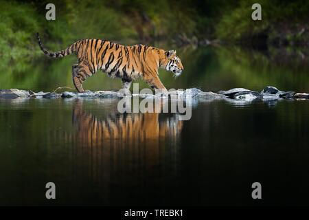 Tigre Siberiana, Amurian tiger (Panthera tigris altaica), cammina su pietre in acqua, Repubblica Ceca Foto Stock